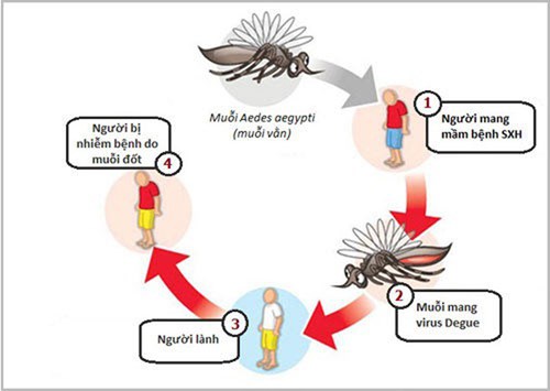 Tình hình dịch bệnh sốt xuất huyết dengue.